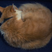 Complimentary cat by rumpelstiltskin