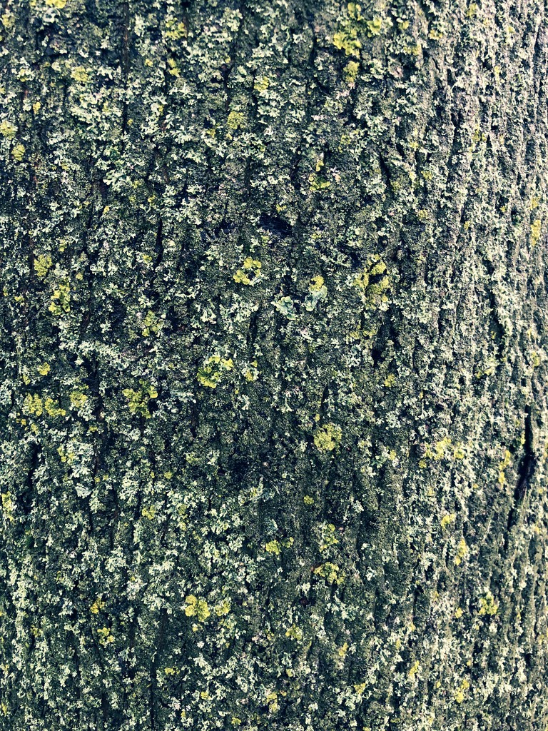 Mossy bark by rumpelstiltskin