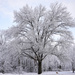 Snowy Tree by loweygrace