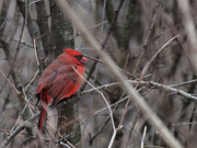 7th Mar 2019 - northern cardinal