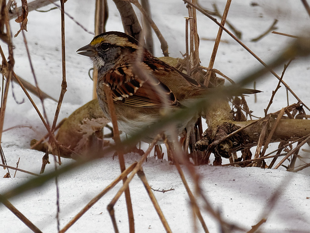 white-throated sparrow by rminer