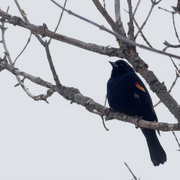 7th Mar 2019 - red-winged blackbird square