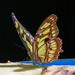 Butterfly by nicoleweg