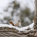 Little Red Squirrel! by fayefaye