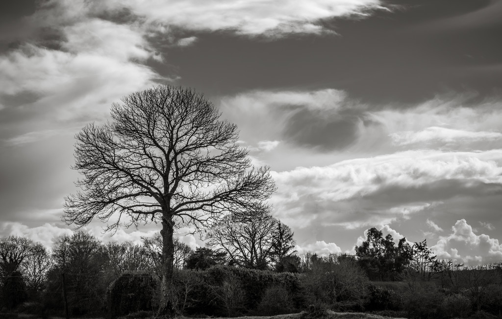 My Favourite Tree... by vignouse