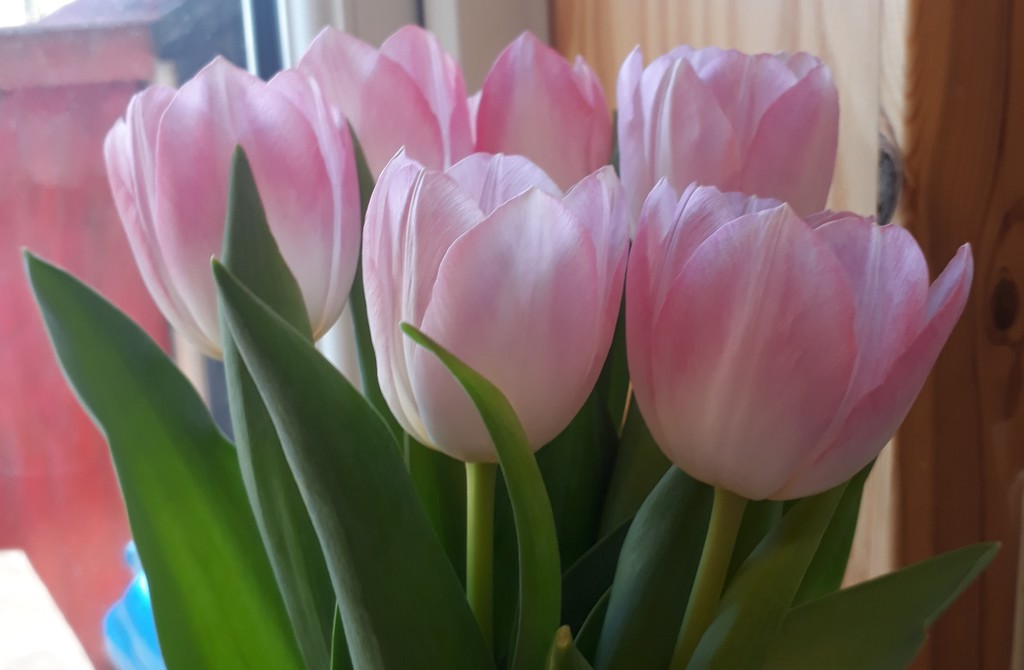 Mum's kitchen tulips  by sarah19