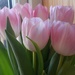 Mum's kitchen tulips  by sarah19