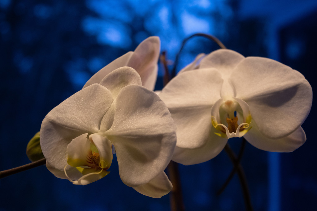 Orchids by tdaug80