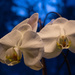 Orchids by tdaug80