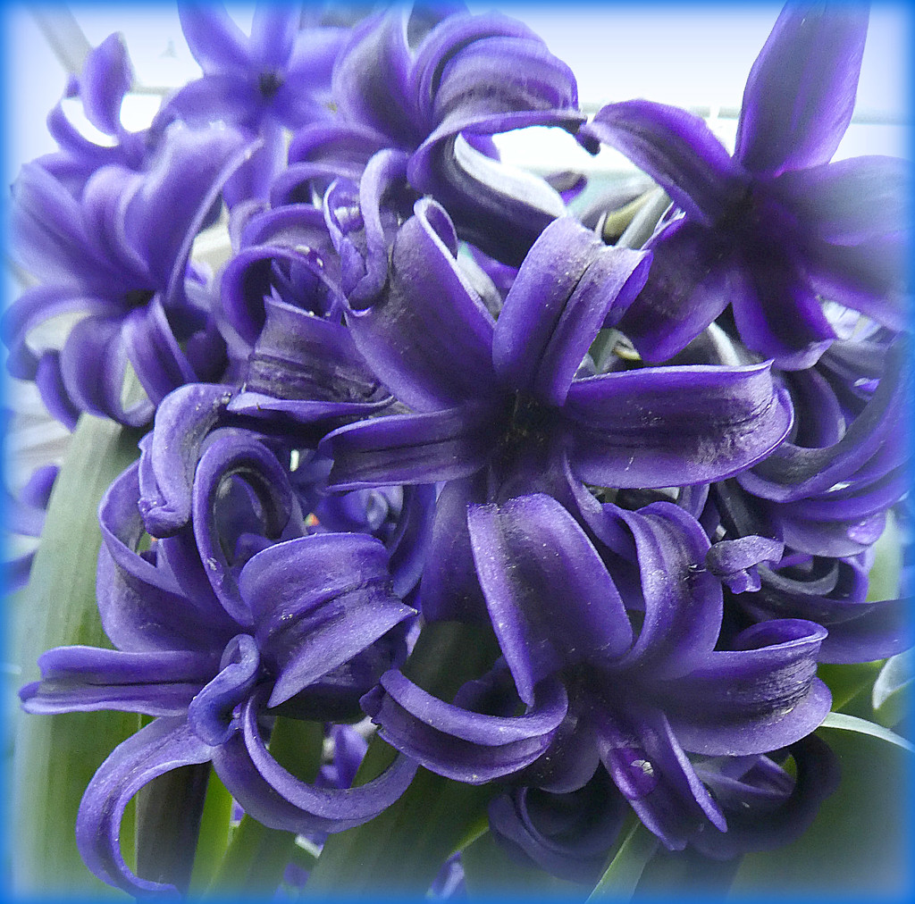 Hyacinth.  by wendyfrost