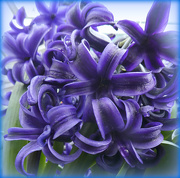 8th Mar 2019 - Hyacinth. 