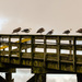 Westport Seagulls by clay88