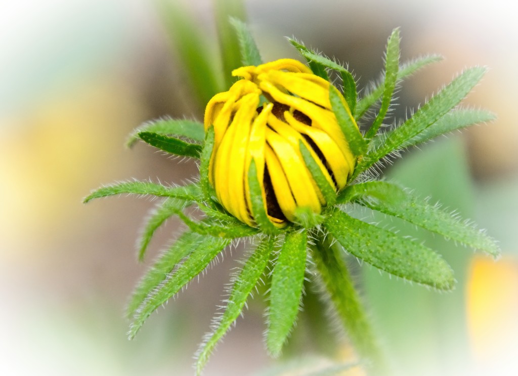 Blooming Yellow  by kiwinanna