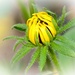 Blooming Yellow  by kiwinanna