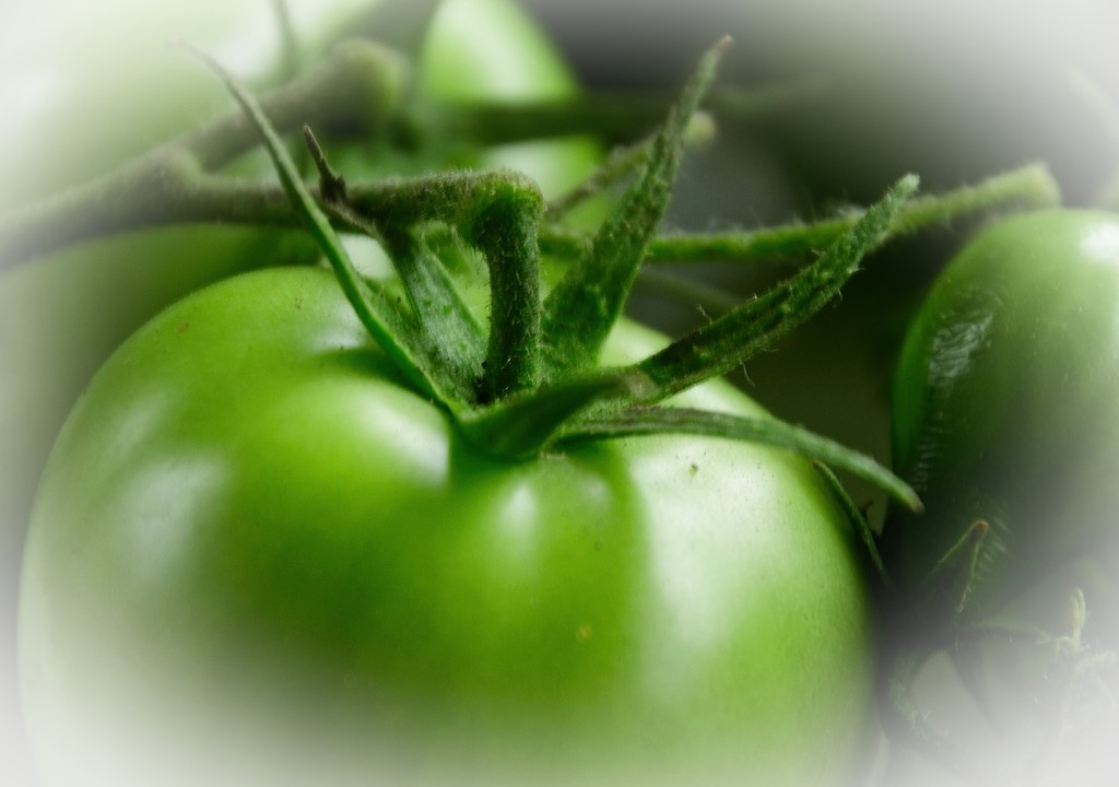 Green tomato..  by kiwinanna