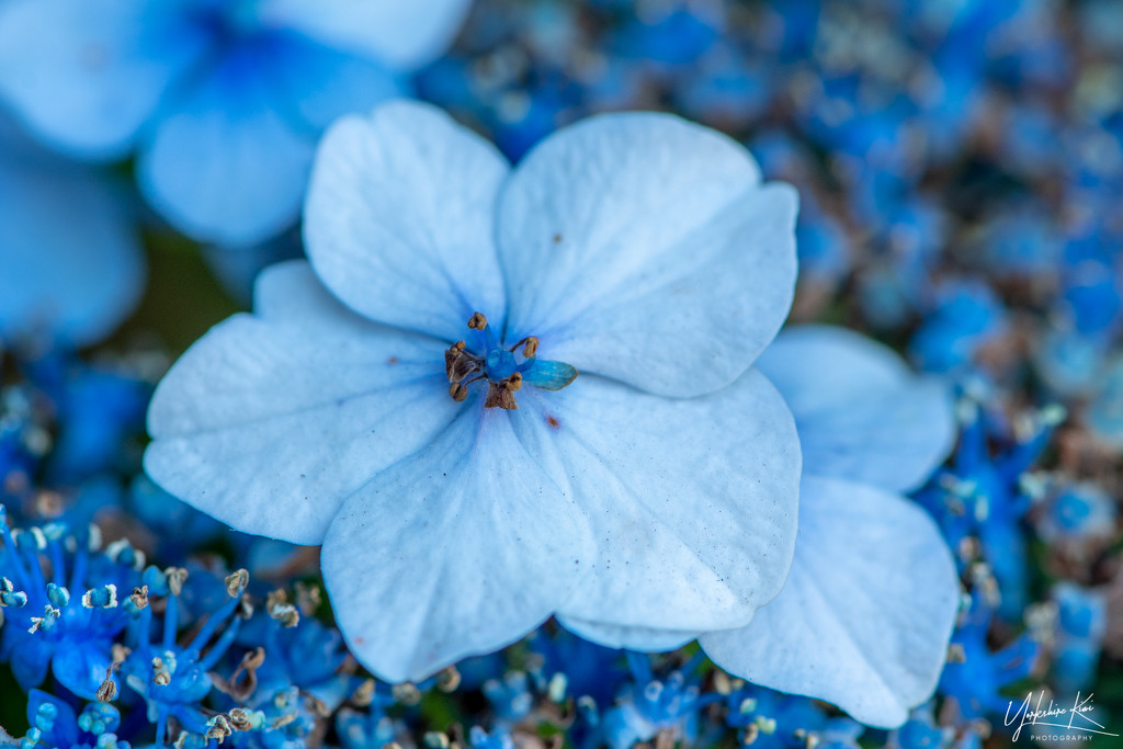 Blue Hydrangea by yorkshirekiwi