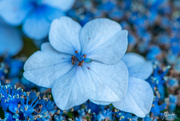 8th Mar 2019 - Blue Hydrangea