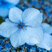 Blue Hydrangea by yorkshirekiwi