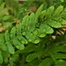  Raindrops On A Fern Frond ~   by happysnaps