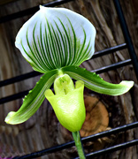 7th Mar 2019 - lady slipper orchid