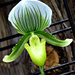 lady slipper orchid by summerfield