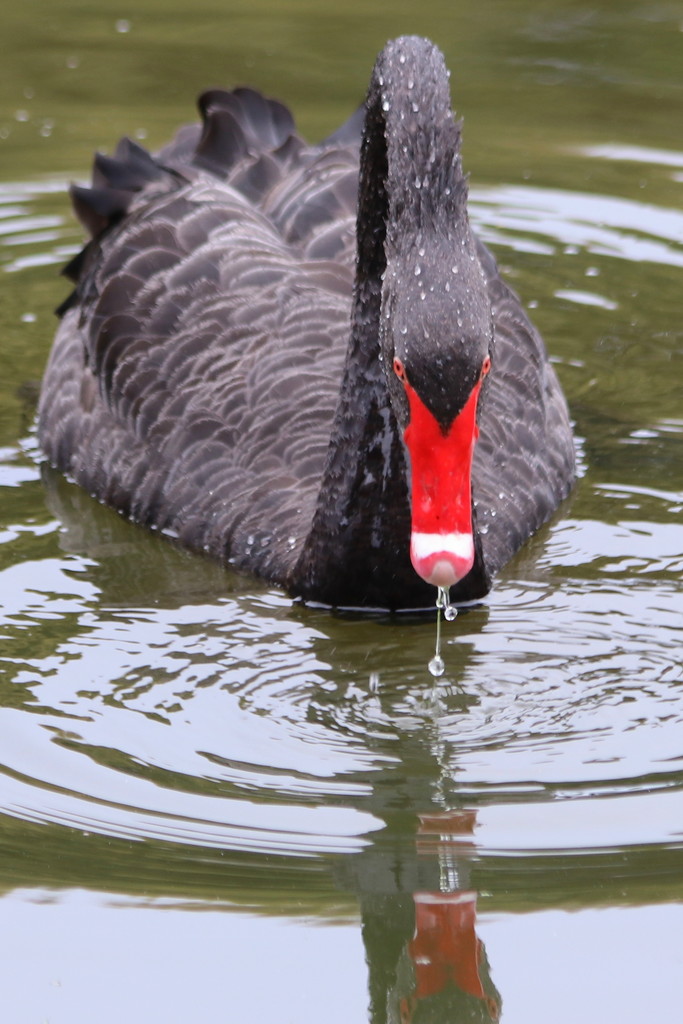Dribbling swan by gilbertwood