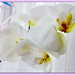 Orchids by beryl