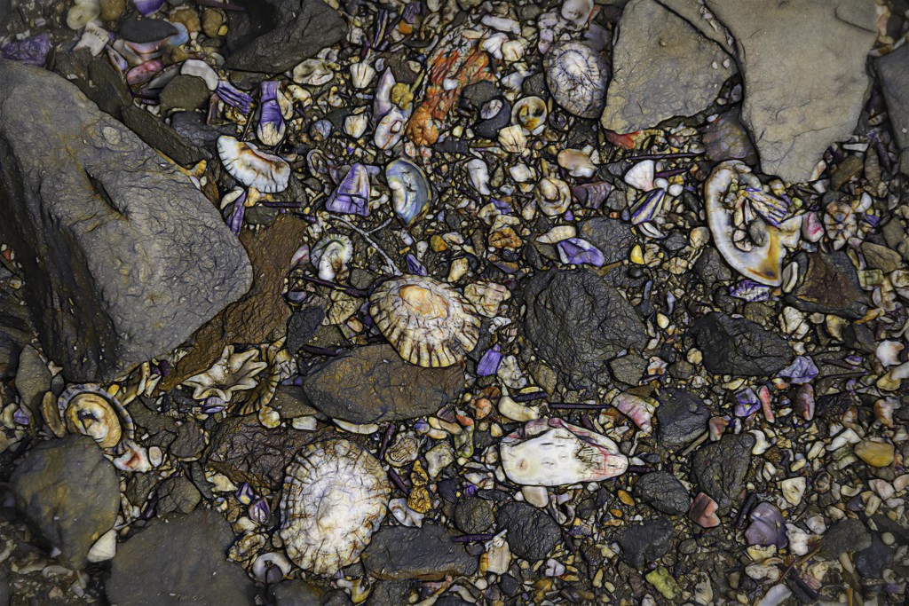Loving seashells... by pusspup