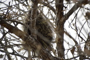 8th Mar 2019 - A Porcupine With One Eye On Me.