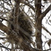 A Porcupine With One Eye On Me. by bigdad