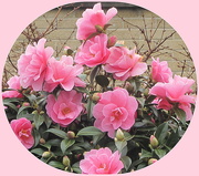 8th Mar 2019 - Pink Camellia