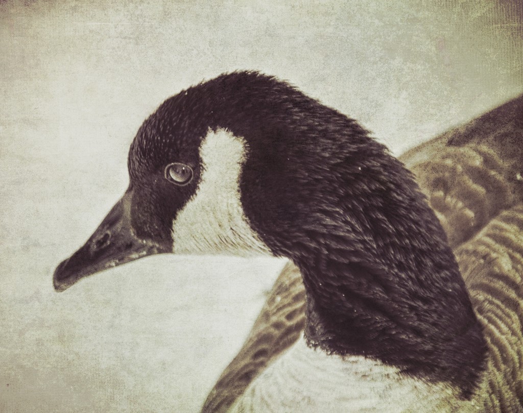 Canada Goose by 365karly1
