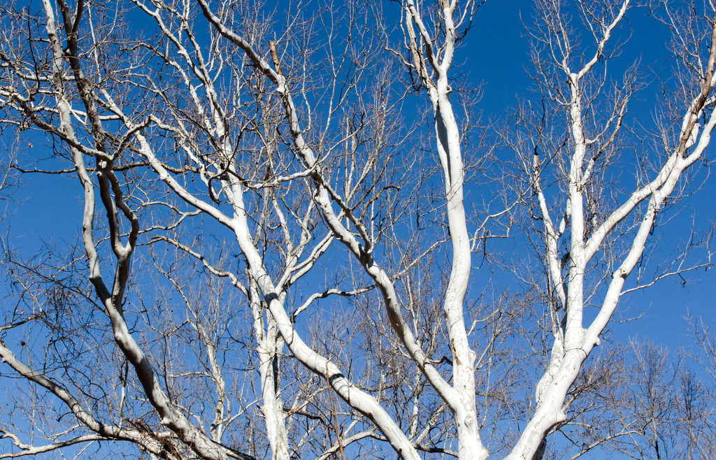 Tree against a blue sky by mittens