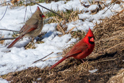 8th Mar 2019 - Northern Cardinal Pair