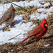 Northern Cardinal Pair by nicoleweg