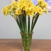 a vase of daffodils by arthurclark
