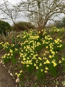 5th Mar 2019 - Daffodils 