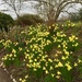 Daffodils  by gillian1912