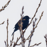 8th Mar 2019 - red-winged blackbird among buds