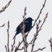 red-winged blackbird among buds by rminer