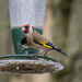 Goldfinch by pcoulson