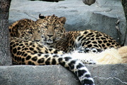 6th Mar 2019 - Leopard Cubs