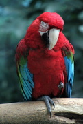 7th Mar 2019 - Macaw