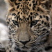 Leopard Portrait by randy23