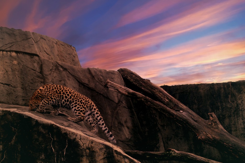 Leopard On Patrol  by randy23