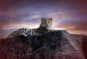 14th Feb 2019 - Leopard Lookout