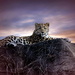Leopard Lookout by randy23