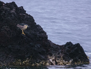 8th Mar 2019 - Night Heron On Lava Rock 