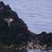 Night Heron On Lava Rock  by jgpittenger