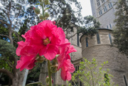 2nd Mar 2019 - Red flower in front of church